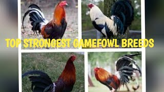 TOP STRONGEST GAMEFOWL BREEDS [upl. by Lyndes]