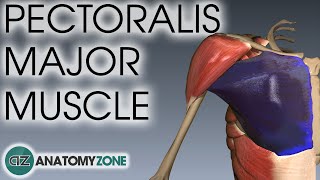 Pectoralis Major Muscle Anatomy  AnatomyZone [upl. by Gwyn81]