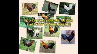 Top Fighting Rooster Breeds and Their Characteristics  Gamefowl [upl. by Mirabelle]