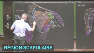 Anatomie de la région scapulaire Membre supérieur 3 [upl. by Alul]