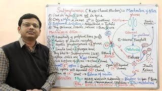 Diabetes Mellitus Part10 Mechanism of Action of Sulfonylurease  Antidiabetic Drugs  Diabetes [upl. by Elisabet]