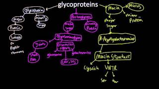 glycoproteins [upl. by Velleman624]