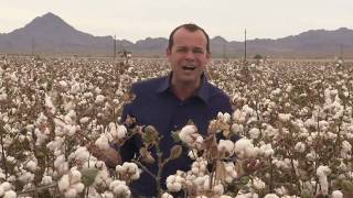 California Cotton Harvest [upl. by Hayyifas]