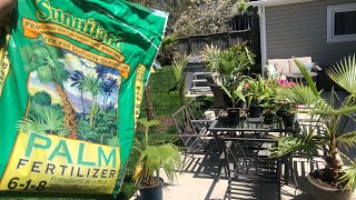 How to fertilize palm trees in the ground and in pots [upl. by Dwight]