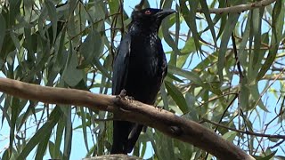 Spangled Drongo Birds of Australia [upl. by Goat197]