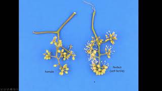 Muscadine grape flower types [upl. by Bayless]