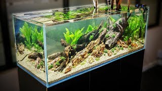 HOW TO AQUASCAPE a 125 gal Nature Aquarium [upl. by Myrlene]