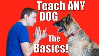 Dog Training 101 How to Train ANY DOG the Basics [upl. by Pollerd]