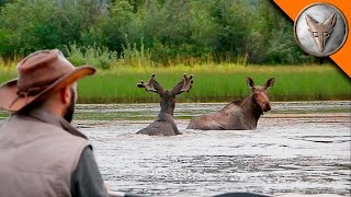 Wild Moose Encounter [upl. by Salmon376]