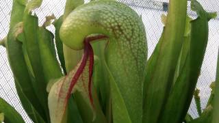 Cobra Lily Carnivorous Plant Eats Insect [upl. by Lyndy691]