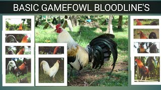 GAME FOWL BLOODLINES Origin amp Characteristics [upl. by Eniawtna]