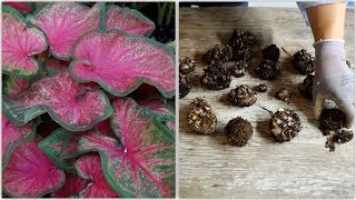 How to Dig and Store Caladiums 🌿 Garden Answer [upl. by Ahsimat368]