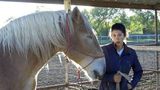 Breaking a Belgian Draft Horse [upl. by Atteuqahs]