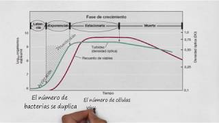 Crecimiento microbiano [upl. by Llerahs341]