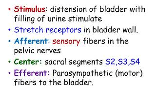 Micturition Reflex OER [upl. by Gratianna]