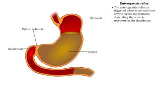 Stomach peristalsis amp Enterogastric reflex [upl. by Portwin288]