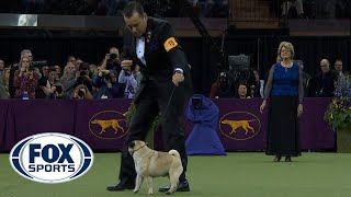 Best in Show Ceremony  WESTMINSTER DOG SHOW 2018  FOX SPORTS [upl. by Ahseka892]