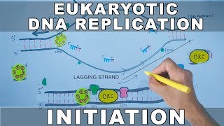 Mitochondrial DNA  mtDNA  All Mitochondrial genes detail [upl. by Morry494]