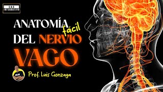 Anatomia Fácil del Nervio Vago [upl. by Nade]