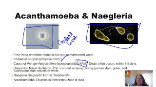 Acanthamoeba and Naegleria [upl. by Bessy]