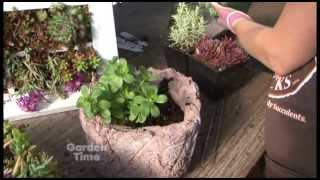 Planting Sedums [upl. by Ahsienet]