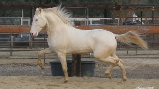 Perlino Andalusian Stallion Carmelo PM II [upl. by Anayit253]