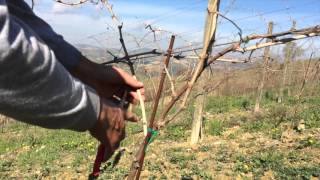 Vine Pruning  Guyot Trellis [upl. by Wilmar]