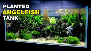 Aquascape Tutorial Non co2 4ft Angelfish Aquarium How To Full Step By Step Guide Planted Tank [upl. by Ohs]