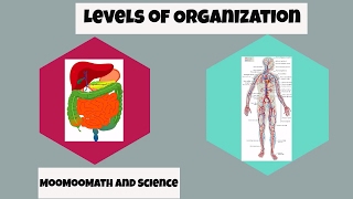 Levels of Organization in Biology [upl. by Laius]