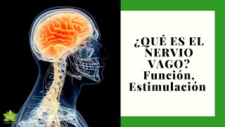 ¿QUÉ ES EL NERVIO VAGO Función Estimulación Y Todo Lo Que Debes Saber [upl. by Victor]