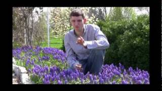 Grape Hyacinth Planting and Care Tips Video [upl. by Ereynihc]