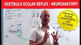 Vestibulo Ocular Reflex  Neuroanatomy [upl. by Morrie761]