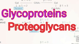 Glycoproteins Proteoglycans Biochemistry [upl. by Ahsineb326]