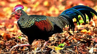 10 Most Beautiful Chickens In The World [upl. by Harwin]