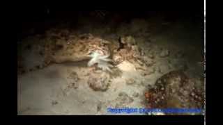 Cuttlefish Versus The Wobbegong Shark [upl. by Taro]