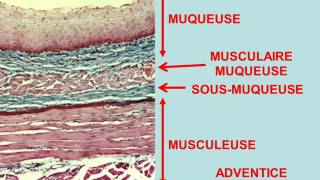 histologie digestive partie 1 [upl. by Raven]