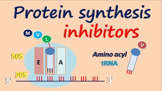 Protein synthesis inhibitors [upl. by Itnaihc]