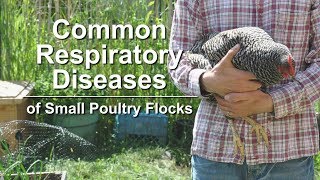 Common Respiratory Diseases of Small Poultry Flocks [upl. by Kaete]