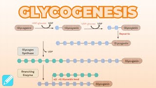 Glycogenesis Glycogen Synthesis  Metabolism [upl. by Yeoz]