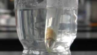 Extracting limonene using liquid carbon dioxide [upl. by Myrtia541]