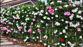 Wall of Mandevilla Vine [upl. by Mhoj]