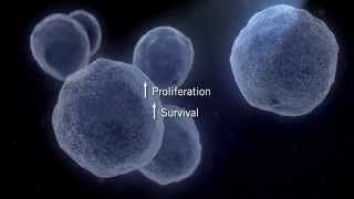 The MAPK Signaling Pathway [upl. by Mano172]