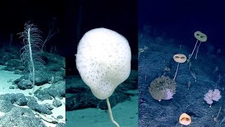 Hexactinellid species glass sponges Johnston Atoll [upl. by Marden829]