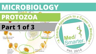 Protozoa  Microbiology  USMLE STEP 1  Part 1 of 3 [upl. by Emmott]