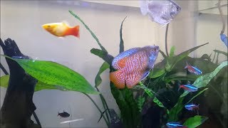 Introducing Dwarf Gourami to a community tank [upl. by Arreip]