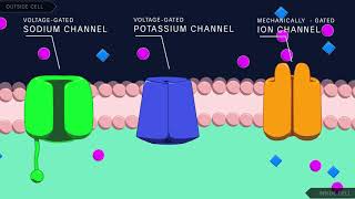 Action Potential in the Neuron [upl. by Aldis]