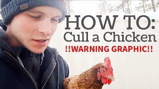 how to CULL a sick chicken [upl. by Cirda]