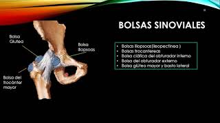 ANATOMIA DE LA ARTICULACION DE LA CADERA Y SU VALORACION RADIOLOGICA [upl. by Ahsasal]