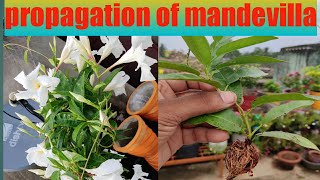 How To Propagate Mandevilla Plant [upl. by Elinet]