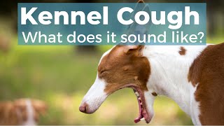 Kennel Cough In Dogs [upl. by Aicenod]